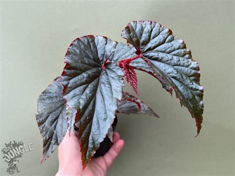 From Witchcraft to Greenhouse: The Story of Black Magic Begonias
